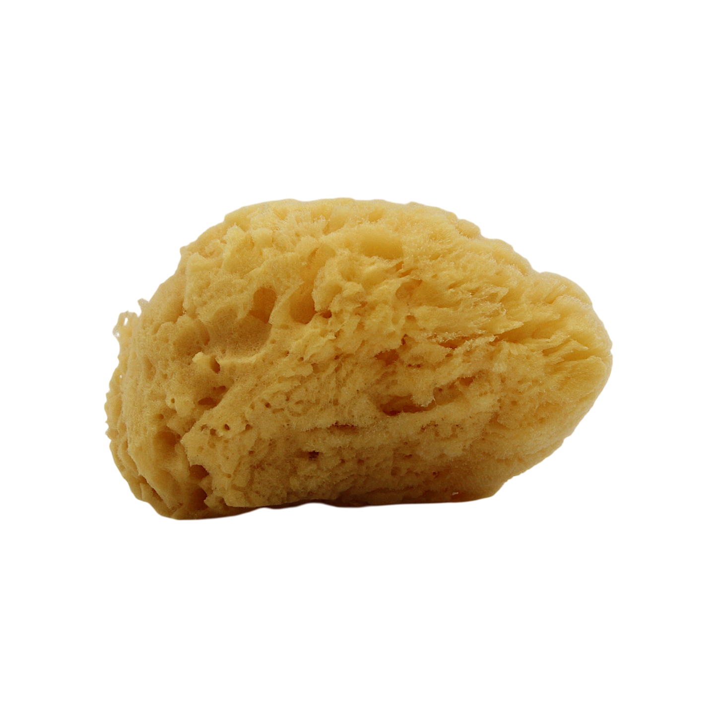 Natural Sea Sponge