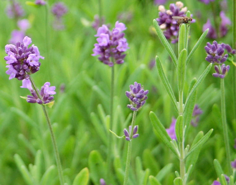 Essential Oil Pure Therapeutic - Lavender