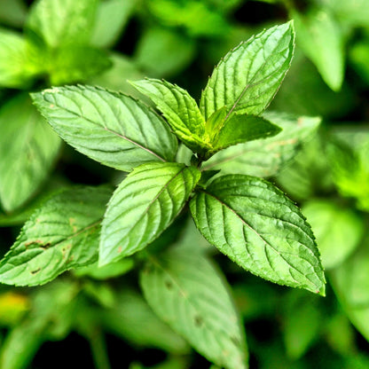 Essential Oil Pure Therapeutic - Peppermint