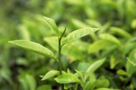 Essential Oil Pure Therapeutic - Tea Tree - 2oz